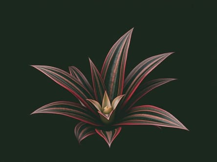 Neoregelia Wilsoniana X Pauciflora