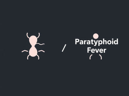 Difference Between Typhoid And Paratyphoid Fever