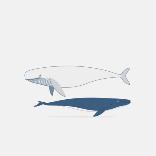 Perucetus Colossus Vs Blue Whale