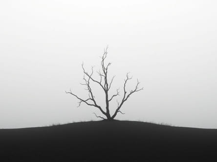 What Is The Definition Of Barren