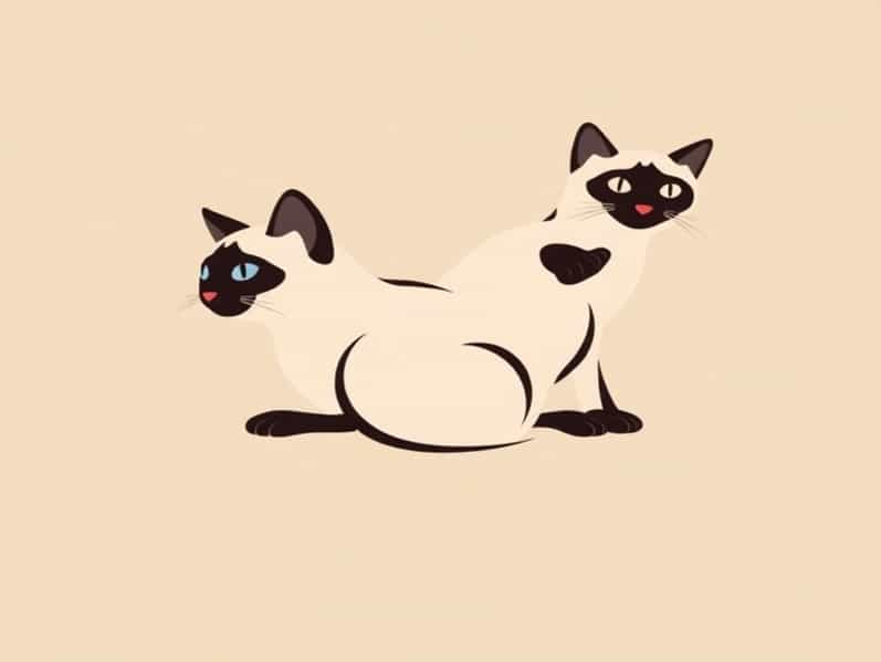 Are Siamese Cats Temperamental