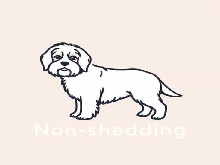 Non Shedding Hypoallergenic Dogs