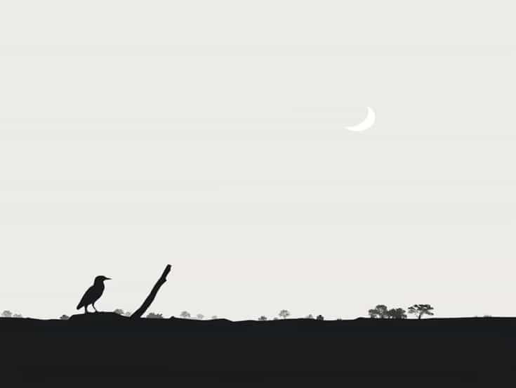 Okhla Bird Sanctuary Noida