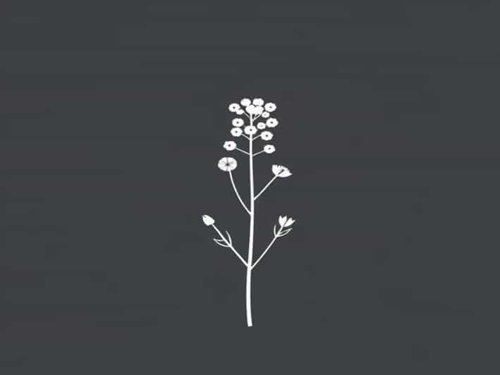 Queen Anne'S Lace Stalk