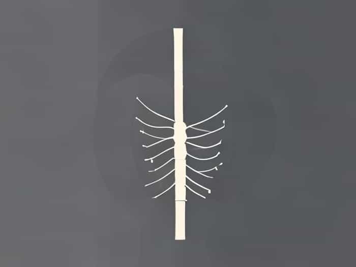 Distal Convoluted Tubule Function
