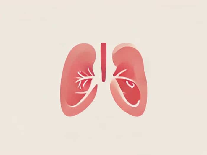 Frontal And Maxillary Sinuses