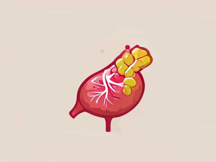 Function Of Gall Bladder