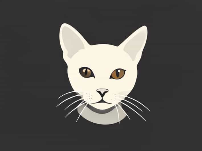 Price Of Hairless Cat