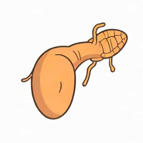 Partially Distended Gall Bladder