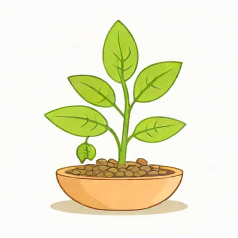 Why Did Mendel Choose Pea Plant