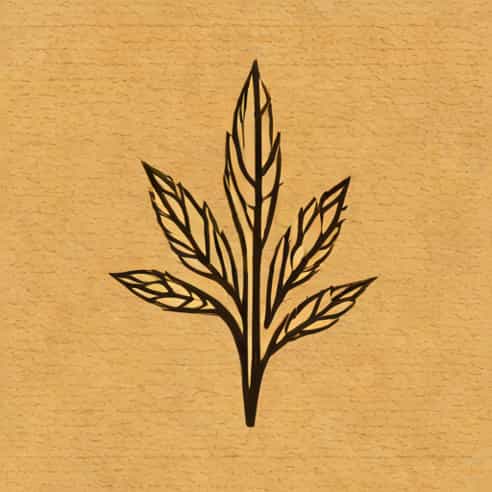 Jute Is Cultivated In Which Season In India