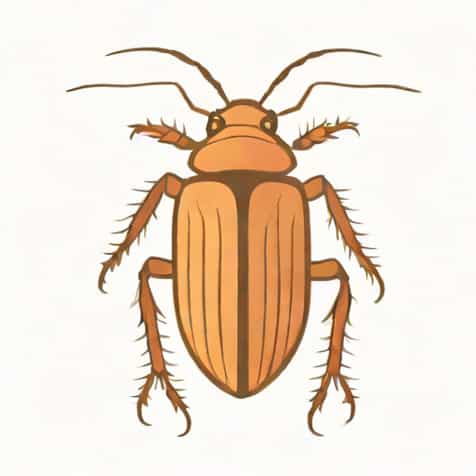 What Is The Scientific Name Of Cockroach