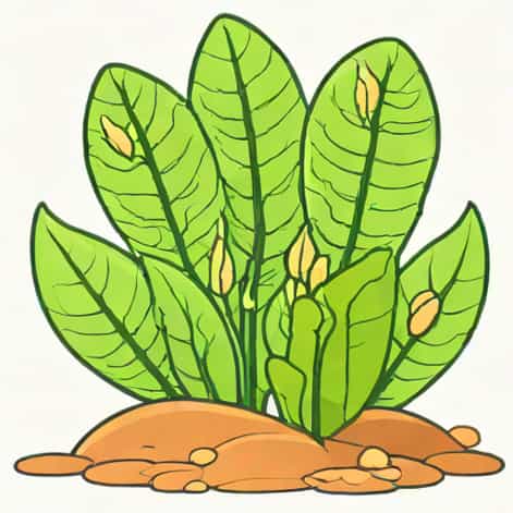 Why Petiole In Eichhornia Plant Is Spongy