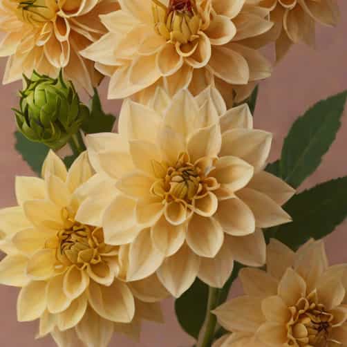 Dahlia X Hybrida Sincerity