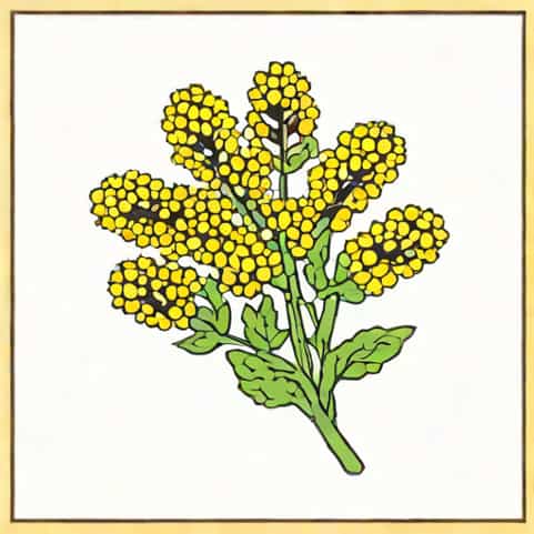 Should You Deadhead Yarrow