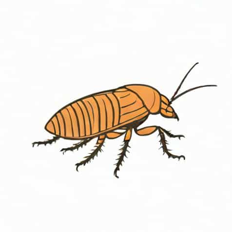 What Is A German Cockroach