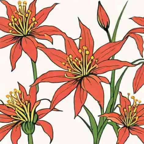 Red Spider Lily Tattoo